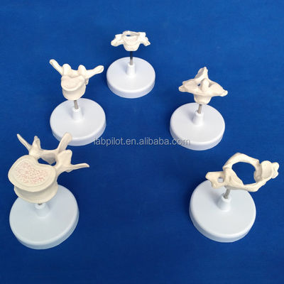 Modelos de vértebras vivas para la ciencia médica Atlas eje cervical Torácico y lumbar