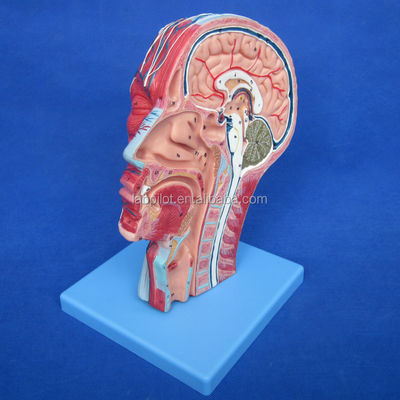 Estructuras anatómicas detalladas en el modelo de media cabeza para la cabeza y el cuello humanos