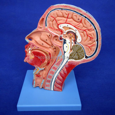 Estructuras anatómicas detalladas en el modelo de media cabeza para la cabeza y el cuello humanos