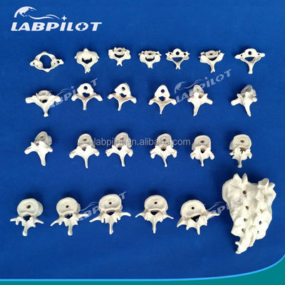Modelos de vértebras vivas para la ciencia médica Cervical Torácico Lumbal Sacrum y Coccyx