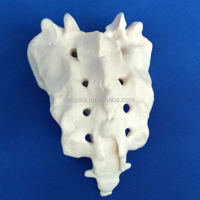 Modelos de vértebras vivas para la ciencia médica Cervical Torácico Lumbal Sacrum y Coccyx
