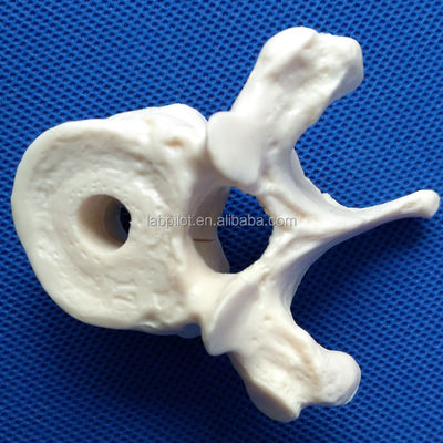 Modelos de vértebras vivas para la ciencia médica Cervical Torácico Lumbal Sacrum y Coccyx