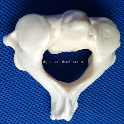 Modelos de vértebras vivas para la ciencia médica Cervical Torácico Lumbal Sacrum y Coccyx