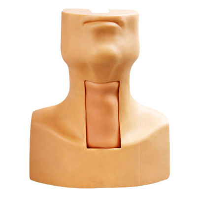 Enseñanza de la anatomía del maniquí Modelo de demostración de la traqueotomía para el tema de ciencias médicas