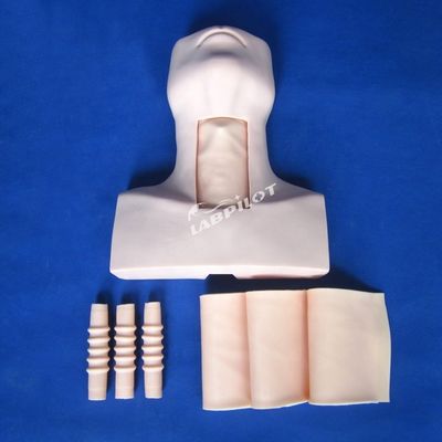 Enseñanza de la anatomía del maniquí Modelo de demostración de la traqueotomía para el tema de ciencias médicas
