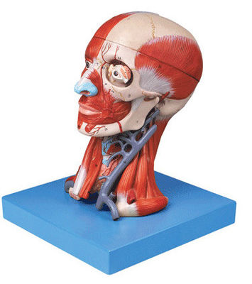 Demostración anatómica Cabeza humana con músculos y cerebro Modelo anatómico del torso