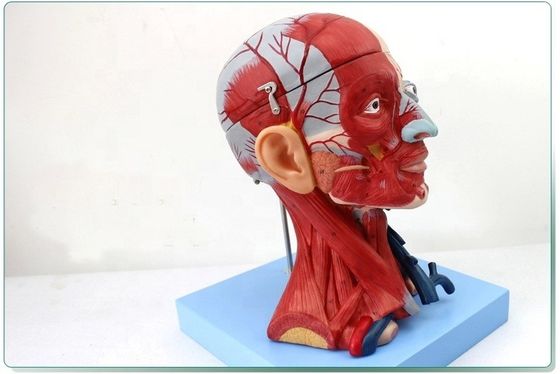 Demostración anatómica Cabeza humana con músculos y cerebro Modelo anatómico del torso