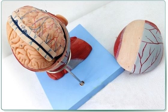 Demostración anatómica Cabeza humana con músculos y cerebro Modelo anatómico del torso