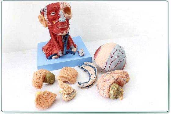 Demostración anatómica Cabeza humana con músculos y cerebro Modelo anatómico del torso