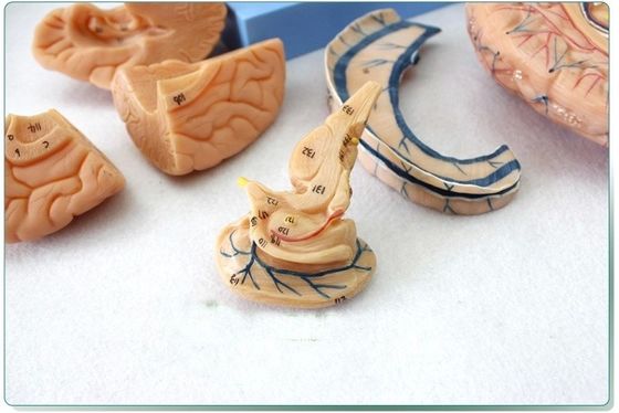 Demostración anatómica Cabeza humana con músculos y cerebro Modelo anatómico del torso