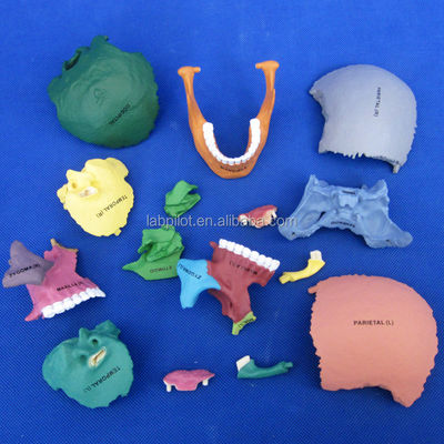 Ensamblaje avanzado de modelos de cráneo de color PVC para demostración anatómica