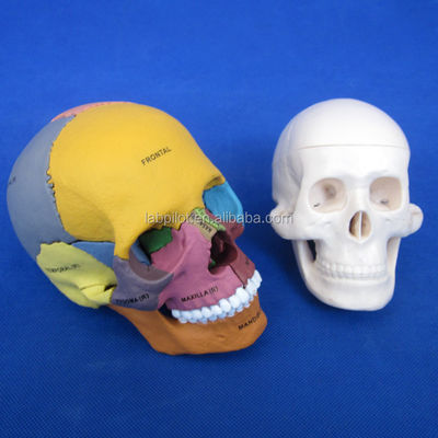 Ensamblaje avanzado de modelos de cráneo de color PVC para demostración anatómica