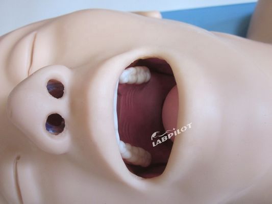 Entrenamiento de intubación endotraqueal maniquí modelo de tamaño de vida humana para el airbag de reanimación