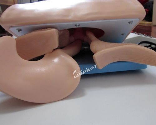 Entrenamiento de intubación endotraqueal maniquí modelo de tamaño de vida humana para el airbag de reanimación