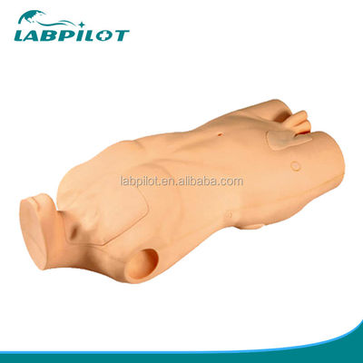 Modelo avanzado del torso de PVC para el desarrollo de habilidades de inyección y punción venosa central