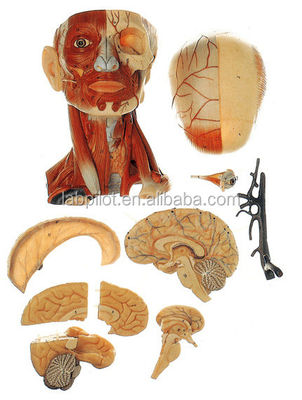 Demostración de anatomía educativa Modelo de cabeza humana con músculos Nervios Cerebro Tamaño de vida