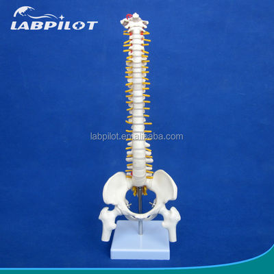 Modelo de columna vertebral pequeña con columna vertebral Pelvis y fémur Cabezas Esqueleto humano de 45 cm
