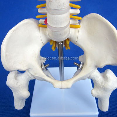 Modelo de columna vertebral pequeña con columna vertebral Pelvis y fémur Cabezas Esqueleto humano de 45 cm