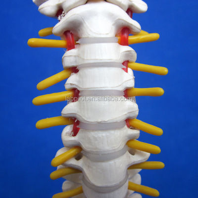Modelo de columna vertebral pequeña con columna vertebral Pelvis y fémur Cabezas Esqueleto humano de 45 cm