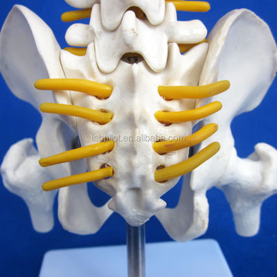 Modelo de columna vertebral pequeña con columna vertebral Pelvis y fémur Cabezas Esqueleto humano de 45 cm