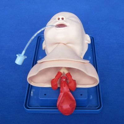 Maniquí pediátrico económico para el modelo de cabeza del bebé vivo y el entrenamiento de intubación infantil