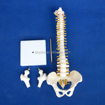 Modelo de columna vertebral pequeña con columna vertebral Pelvis y fémur Cabezas Esqueleto humano de 45 cm
