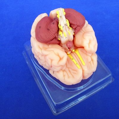 Modelo del cerebro humano 8 partes Modelo anatómico para escuelas e instituciones educativas