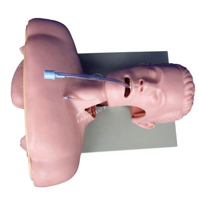 Jefe de formación en intubación electrónica para la gestión avanzada de las vías respiratorias modelo de función del tubo NG
