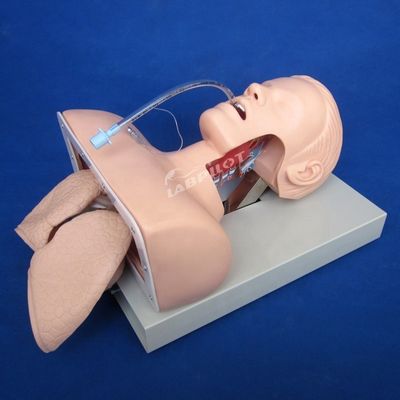 Jefe de formación en intubación electrónica para la gestión avanzada de las vías respiratorias modelo de función del tubo NG