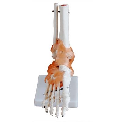 Estructura anatómica a tamaño natural del pie humano Modelo de hueso de la articulación del pie médico para demostración
