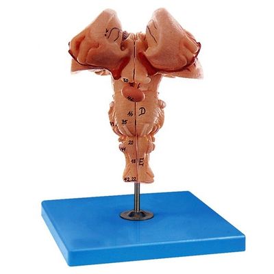 El modelo amplificado del tronco cerebral es imprescindible para la demostración anatómica médica de las escuelas