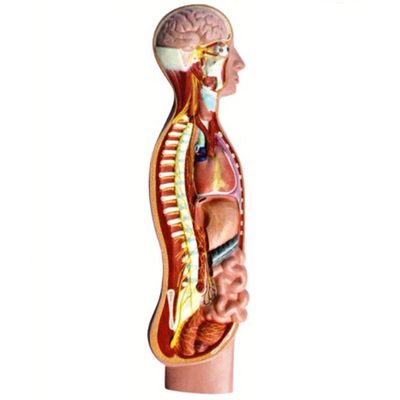 Modelo de anatomía de la médula espinal del nervio parasimpático autónomo humano Ayuda docente avanzada de PVC