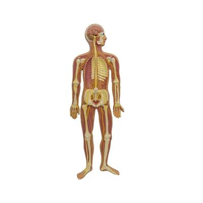 Modelo de anatomía de la médula espinal del nervio parasimpático autónomo humano Ayuda docente avanzada de PVC