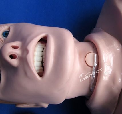 Maniquí de tamaño humano profesional para adultos RCP y entrenamiento de incubación