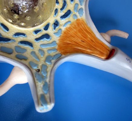 Modelo anatómico avanzado de PVC del cuerpo neuronal ampliado y la estructura de las fibras nerviosas