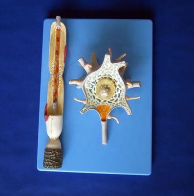 Modelo anatómico avanzado de PVC del cuerpo neuronal ampliado y la estructura de las fibras nerviosas