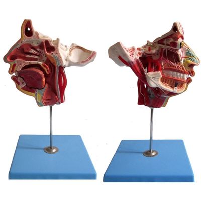 Ciencias Médicas Anatomía detallada de 100 nervios y vasos dentro del modelo del cráneo facial