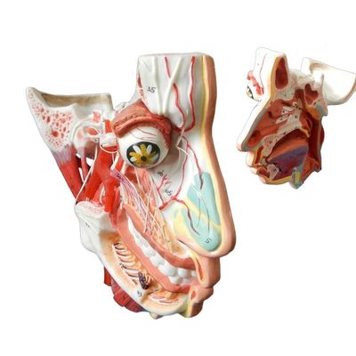 Ciencias Médicas Anatomía detallada de 100 nervios y vasos dentro del modelo del cráneo facial