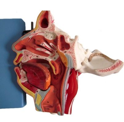 Ciencias Médicas Anatomía detallada de 100 nervios y vasos dentro del modelo del cráneo facial