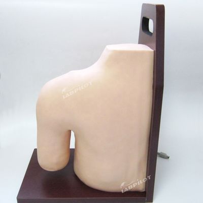 Formación médica avanzada en PVC Modelo de enseñanza de simulador de inyección intracavitaria de la articulación del hombro
