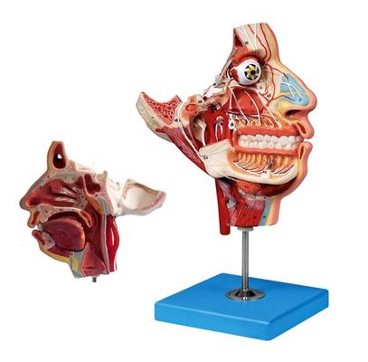Modelo de anatomía de la cabeza y la cara de tamaño de vida humana para la demostración de atención a los pacientes