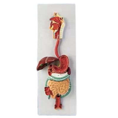 Modelo anatómico avanzado del sistema digestivo humano en PVC 3D para demostraciones médicas