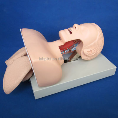 Modelo de entrenamiento de intubación traqueal electrónica con tubo NG pulmonar inflable y simulador de succión Ideal