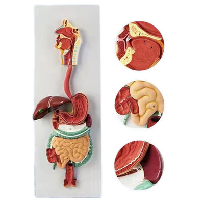 Modelo anatómico avanzado del sistema digestivo humano en PVC 3D para demostraciones médicas
