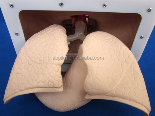 Modelo de entrenamiento de intubación traqueal electrónica con tubo NG pulmonar inflable y simulador de succión Ideal