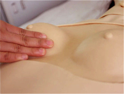 Maniquí genital específico de género para la formación en ciencias médicas Edición de cuidadores