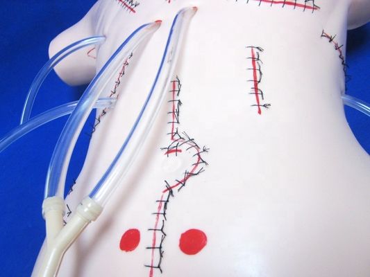 Modelo de enseñanza de apendicectomía realista para vendas y habilidades de sutura maniquí quirúrgico
