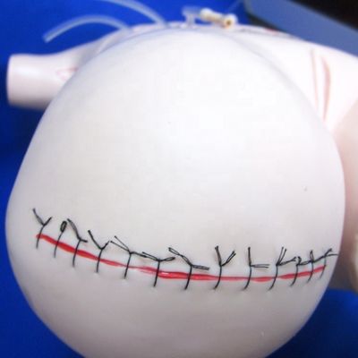 Modelo de enseñanza de apendicectomía realista para vendas y habilidades de sutura maniquí quirúrgico