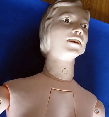 Órganos internos Enfermería Formación maniquí para la vida humana Tamaño del paciente Demonstración de atención