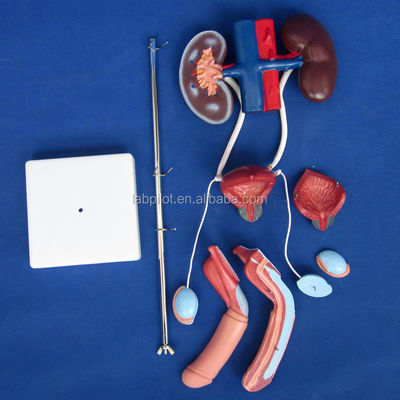 Modelo de orina anatómica de tamaño de vida humana para el estudio detallado del sistema urogenital masculino